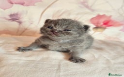 British Shorthair cats for sale: A charming kitten will be available in December. - Image 39