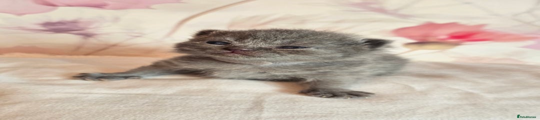 Blue girl (grey collar)