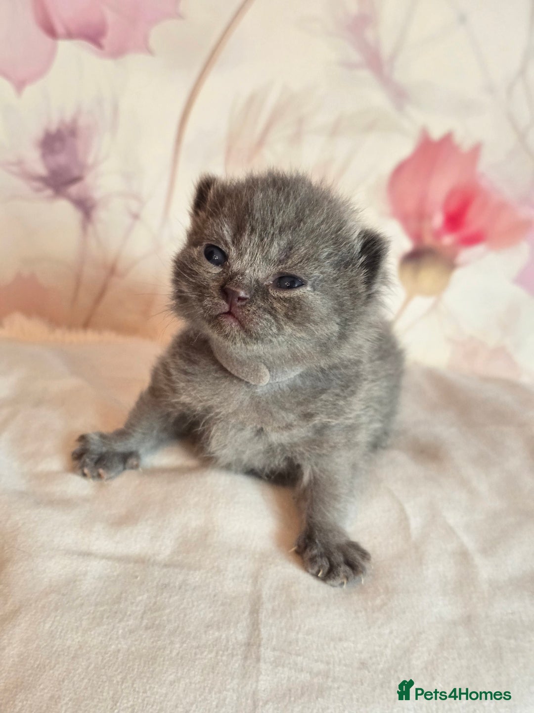 British Shorthair cats for sale: A charming kitten will be available in December. - Image 39