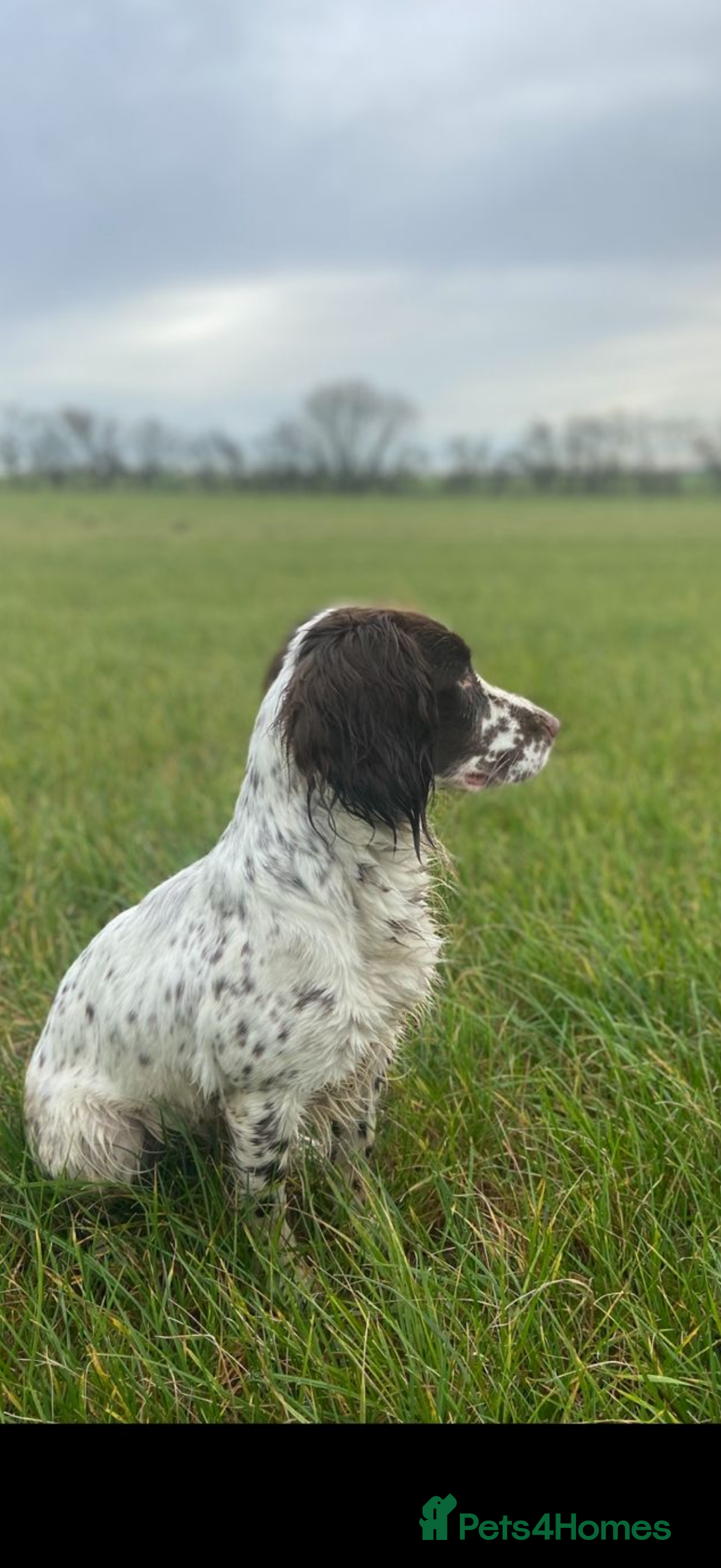 Sprocker dogs for sale: Two gorgeous working sprocker puppies left 👀 - Image 3