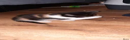 Mixed Breed cats for sale: 4 female kittens  in Corby - Advert 3