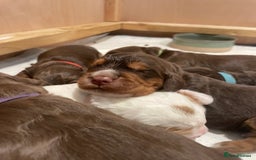 Cocker Spaniel dogs for sale: Gorgeous Working Cocker Spaniel Puppies  - Image 18