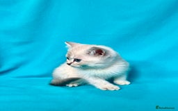 British Shorthair cats for sale: 🐾Purebred BSH kittens🐾 - Image 6