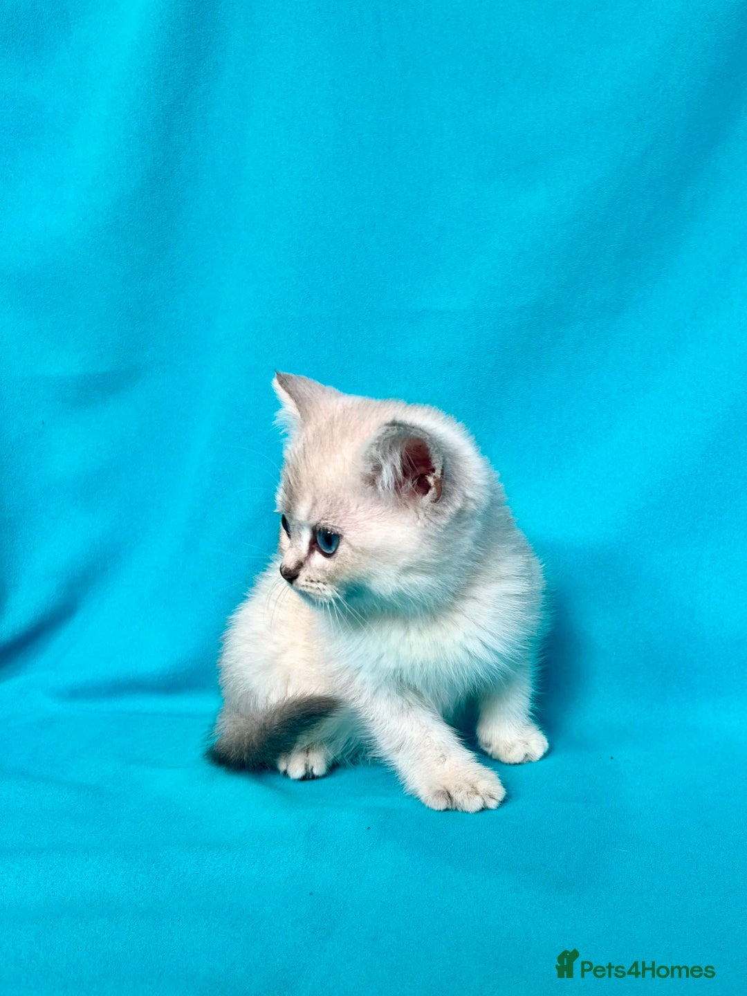 British Shorthair cats for sale: 🐾Purebred BSH kittens🐾 - Image 6