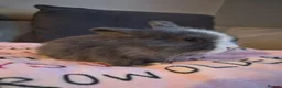 Mini Lion Lop rabbits for sale: Mini lion lops - Advert 14