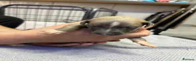 Whippet Puppy 8