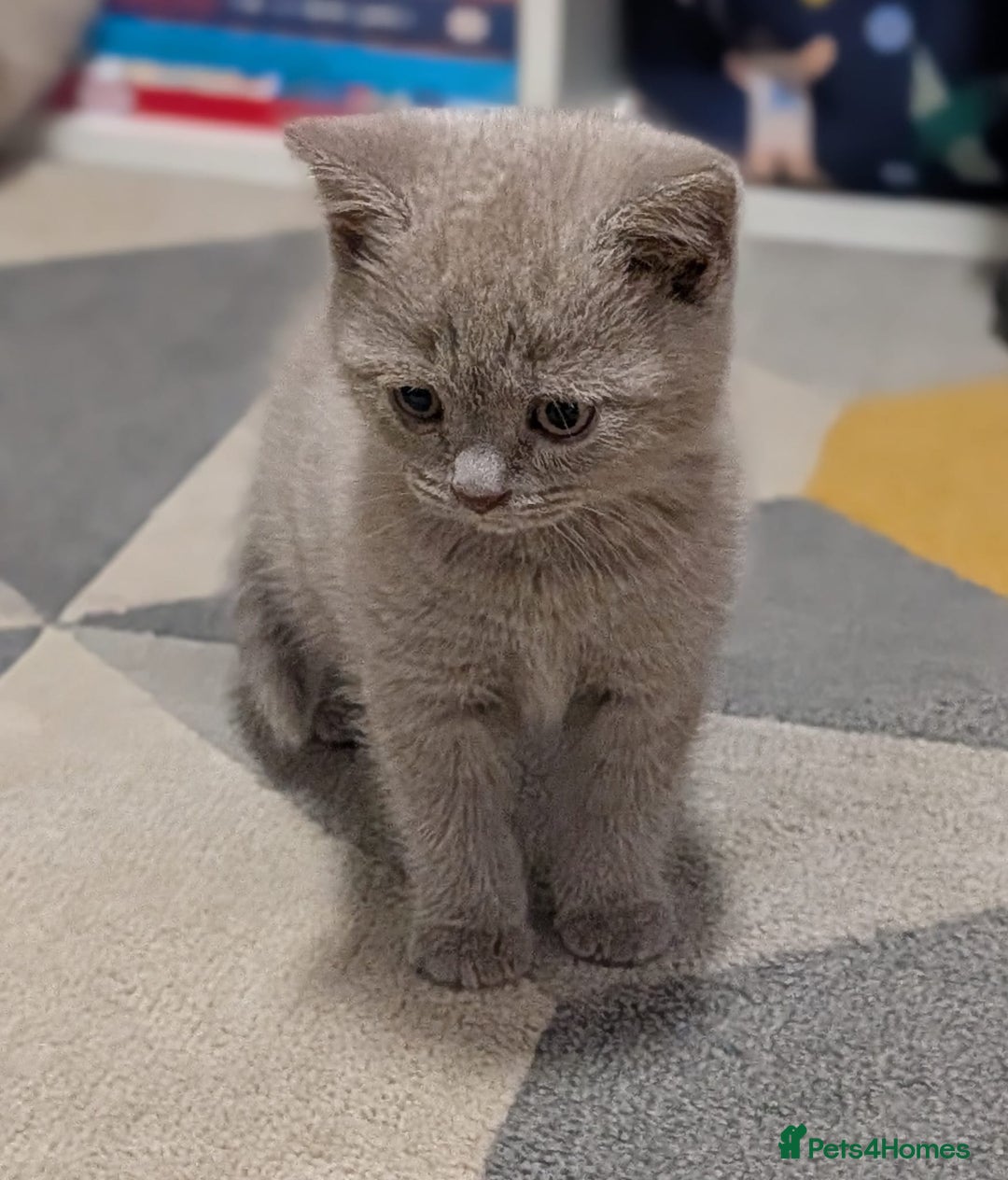 British Shorthair cats for sale: Stunning British Shorthair kittens boy and girl - Advert 4
