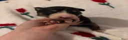 Border Collie dogs for sale: 5 gorgeous border collie puppies - Advert 3
