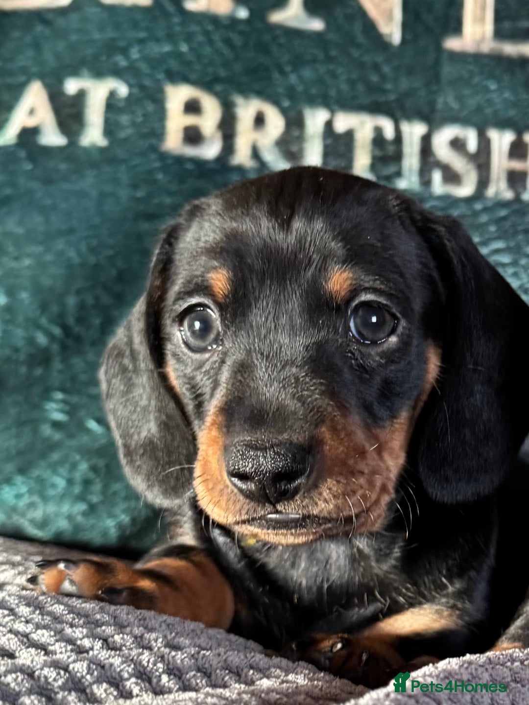 Miniature Dachshund dogs for sale: 1 dog left! Ready now. KC reg - Advert 1