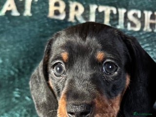 Miniature Dachshund dogs 1 dog left! Ready now. KC reg - Advert 16