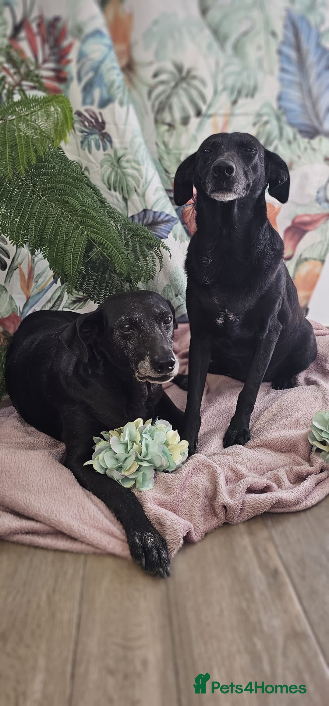 Mixed Breed dogs for adoption: A joint home needed for two Grandma’s - Image 13