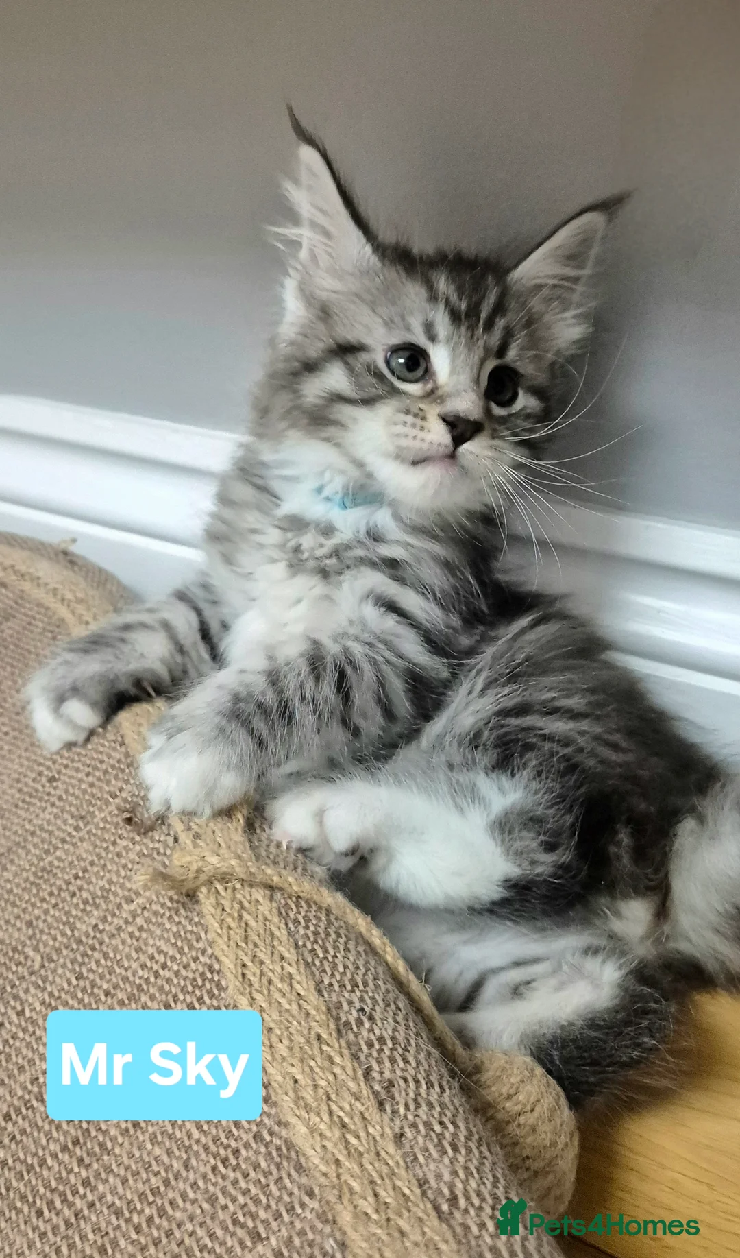 Maine Coon cats for sale: 🎀 Outstanding GCCF Pedigree Maine Coon Kittens  - Advert 13