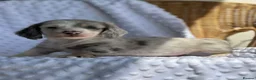 Miniature Dachshund dogs for sale: Beautiful Miniatures  - Advert 5