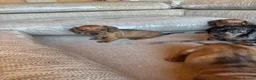 Miniature Dachshund dogs for sale: Miniature dachshunds - Advert 30