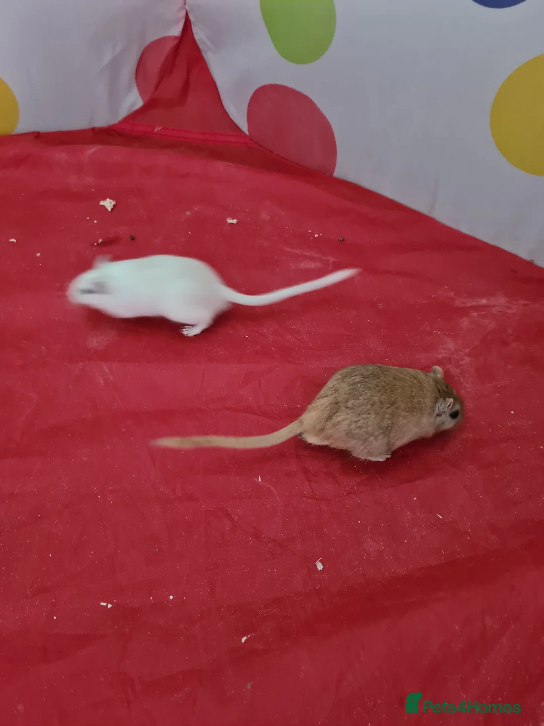 Gerbil rodents for sale: 2 X MALE GERBILS WITH CAGE AND 3 X MALE GERBILS - Advert 2