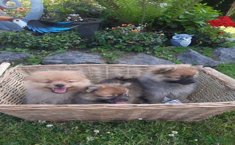 Pomeranian dogs - Advert 2