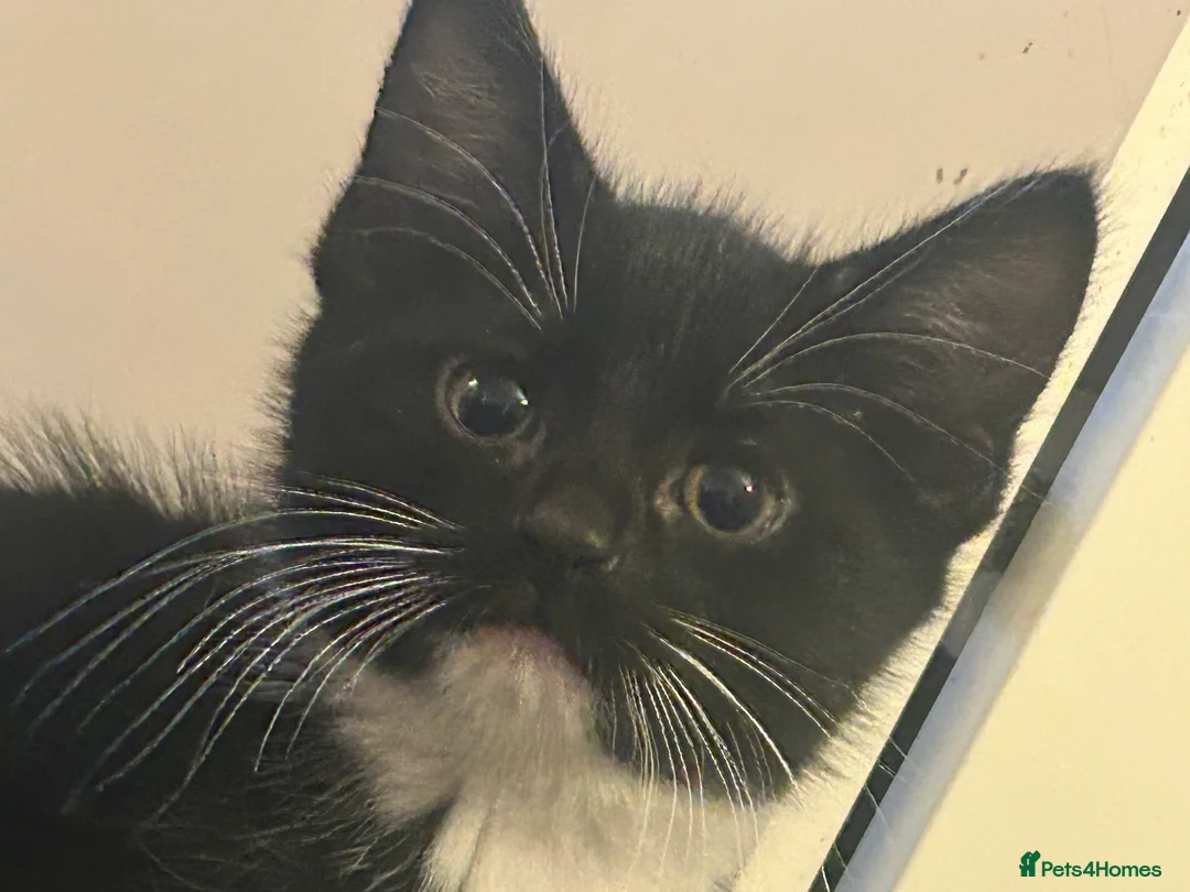 Mixed Breed cats for sale: Betty and Barney looking for homes  - Advert 4