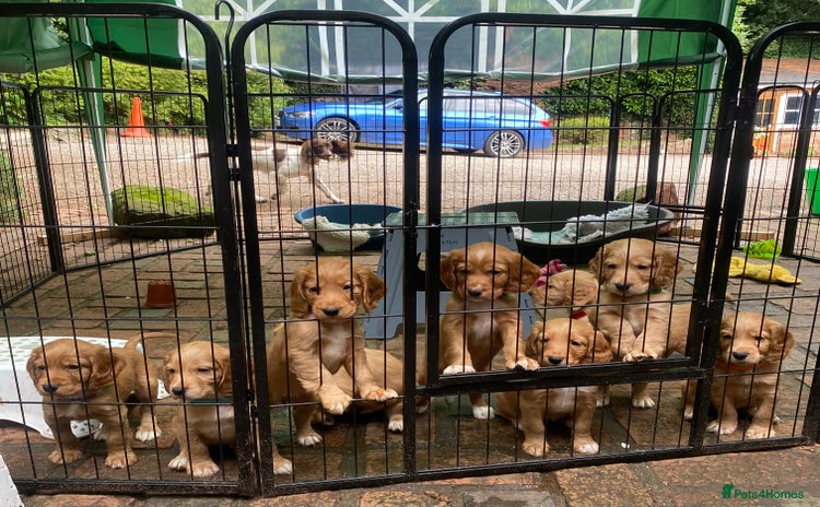 Cocker Spaniel dogs - Advert 2