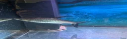 Sharks fish for sale: Silver Shark (Bala shark) in Spalding - Advert 2