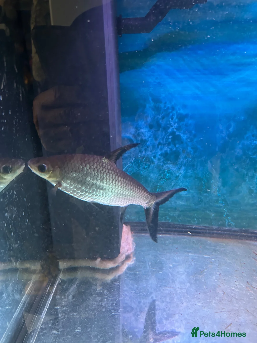 Sharks fish for sale: Silver Shark (Bala shark) in Spalding - Advert 2