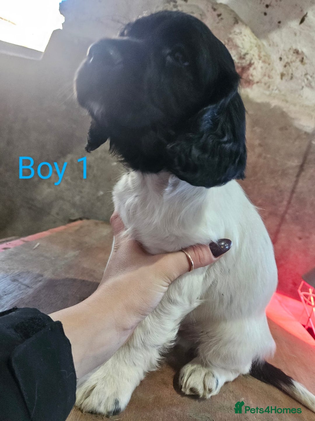 English Springer Spaniel dogs for sale: KC Registered Springer Spaniel Puppies  - Advert 8