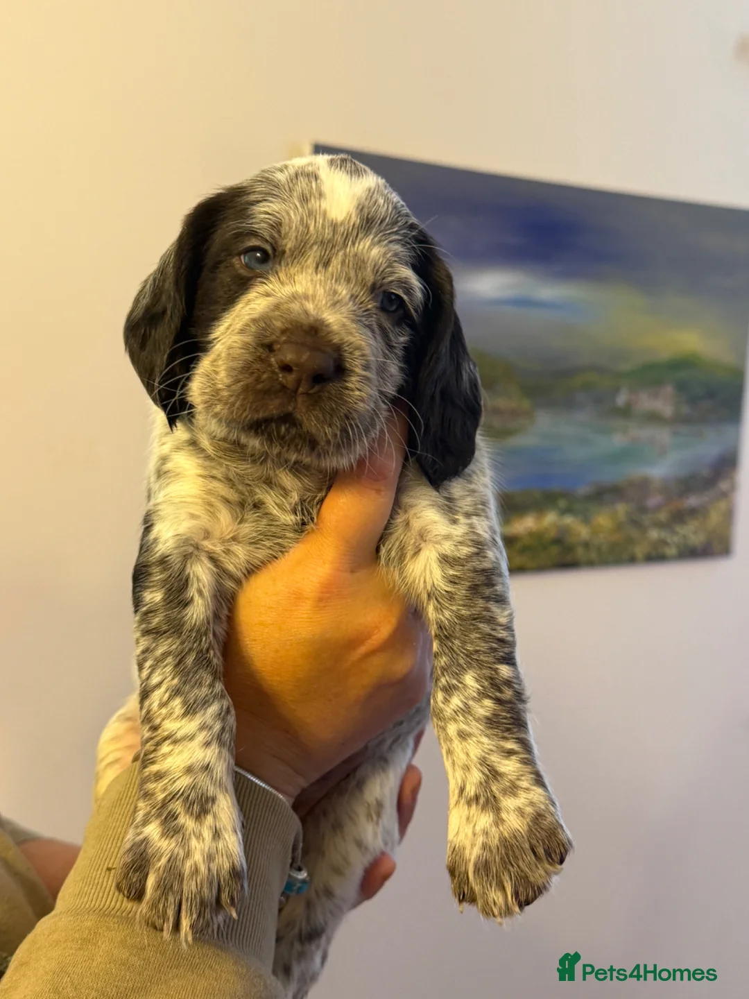 Mixed Breed dogs for sale: Beautiful sprointers  - Advert 1