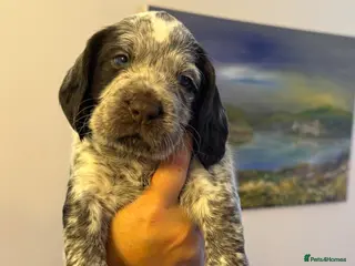 Mixed Breed dogs Beautiful sprointers - Advert 3