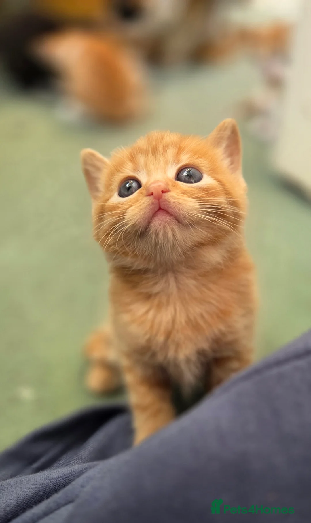 Domestic Shorthair cats for sale: Beautiful, healthy & happy kittens for rehoming in Cranbrook - Advert 2