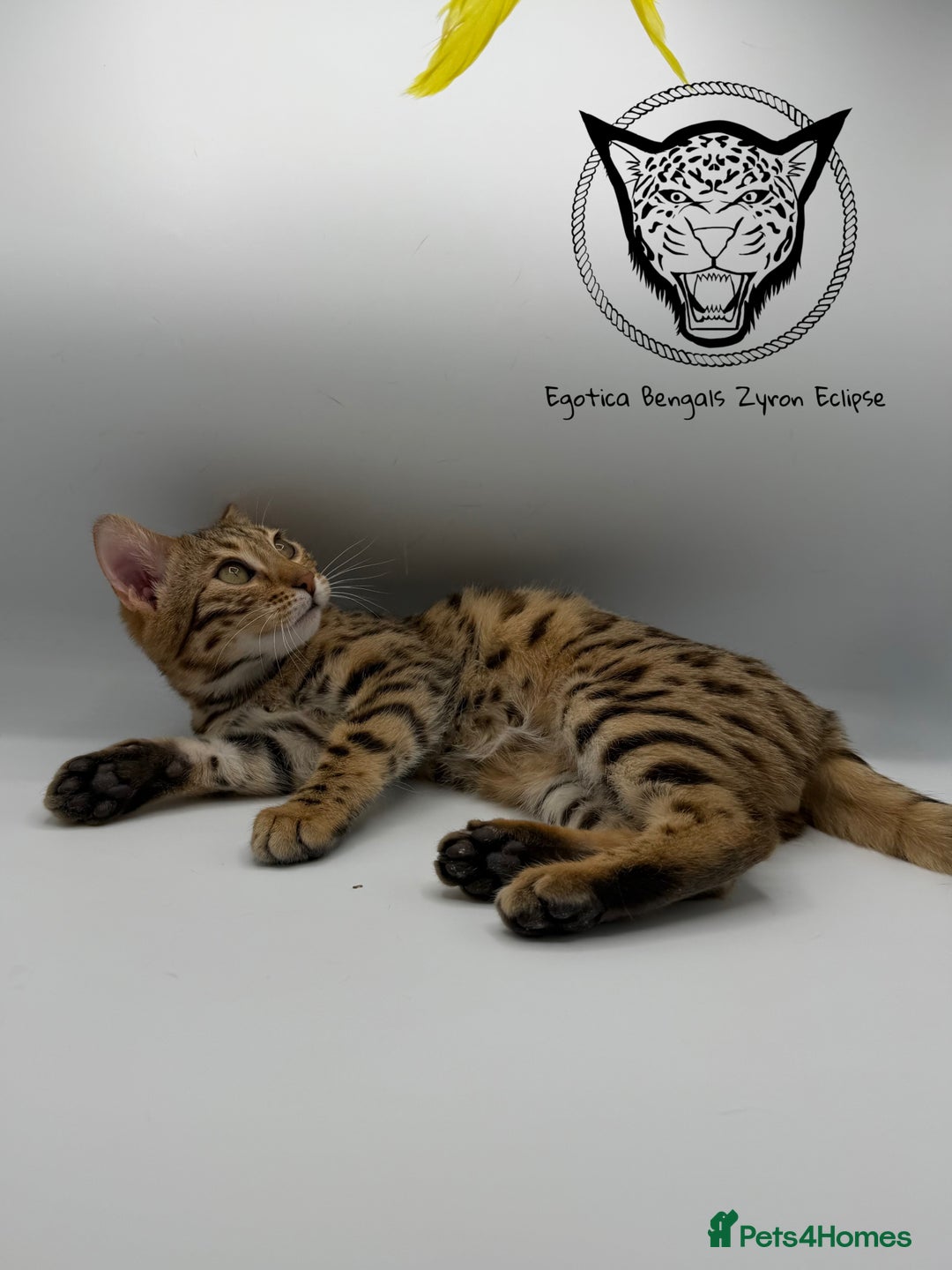 Bengal cats for sale: 🐆✨ GLITTER TICA 6TH GENERATION BENGAL KITTENS🐆✨ - Advert 16
