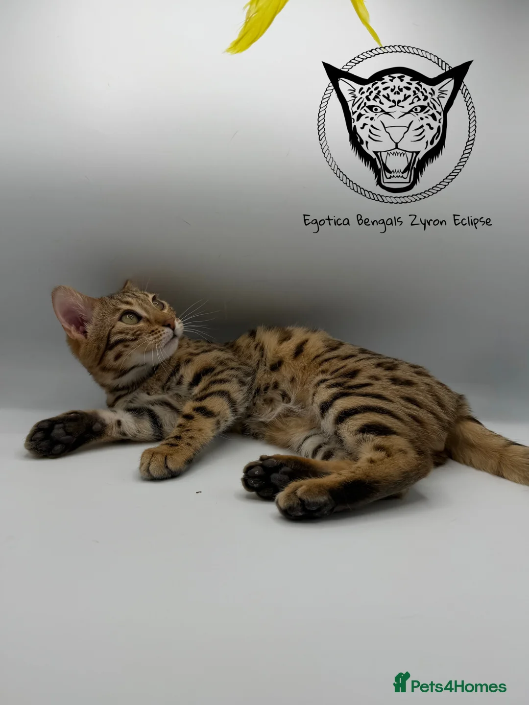 Bengal cats for sale: 🐆✨ LAST KITTEN 6TH TICA GENERATION BENGAL🐆✨ - Advert 7