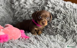 Miniature Dachshund dogs for sale: Last one available PRA Clear Miniature Dachshund  - Advert 11