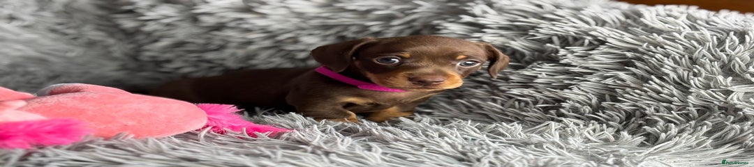 Miniature Dachshund Puppy 2