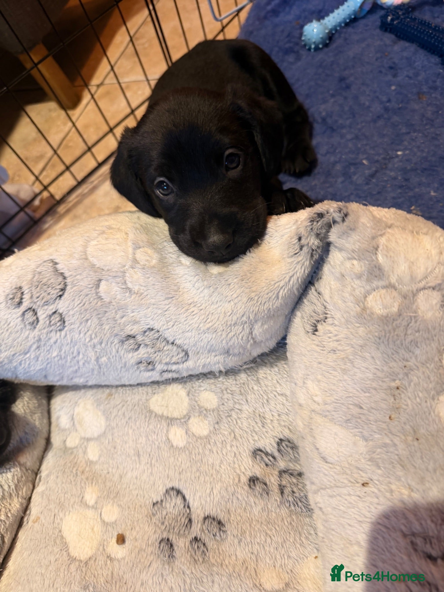 Cockerdor dogs Last Male Cockerdor 🐾🐶 - Advert 1