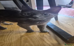 European cats for sale: Kittens  - Image 4