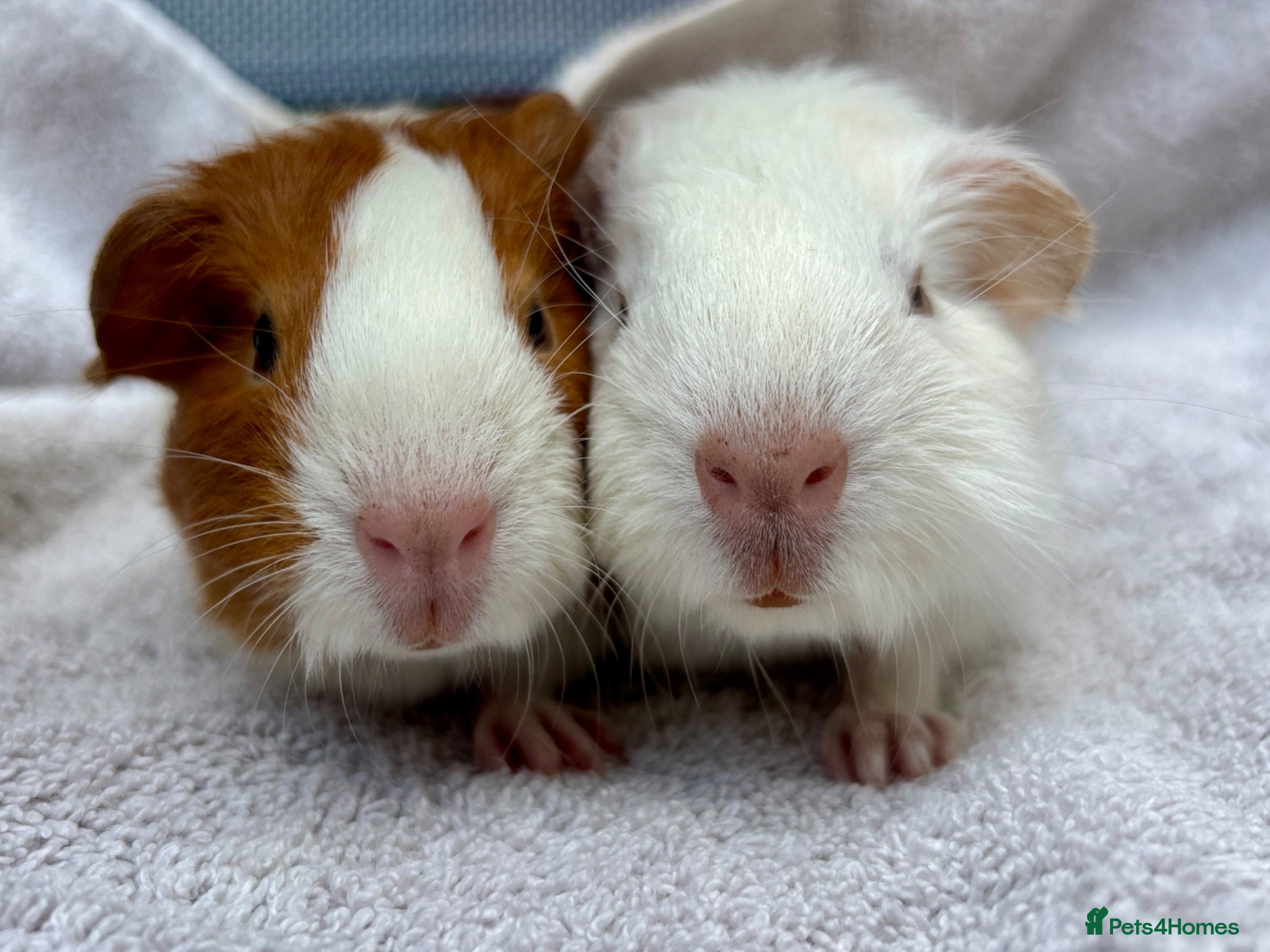 Guinea Pig rodents Pair of girl and boy baby guinea pigs - Advert 2