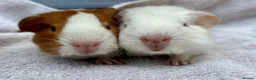 Guinea Pig rodents for sale: Pair of girl and boy baby guinea pigs - Advert 1