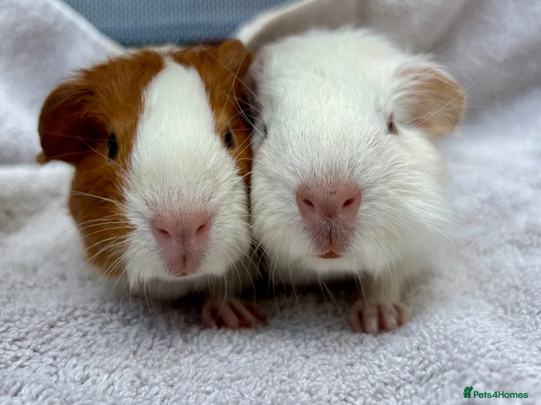 Guinea Pig rodents for sale: Pair of girl and boy baby guinea pigs - Advert 1
