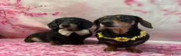 Miniature Dachshund dogs for sale: Male Miniature Dachshund For Sale  - Advert 8