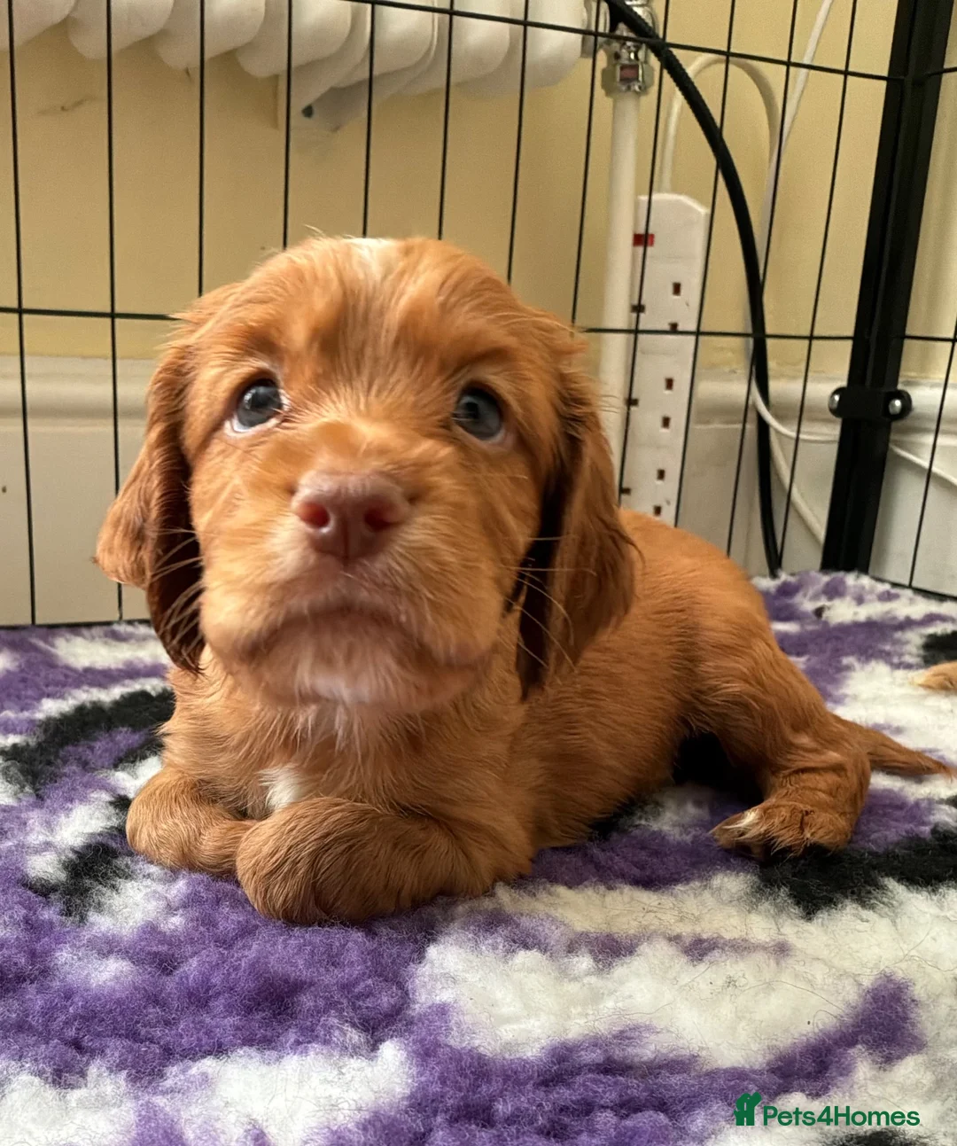 Cocker Spaniel dogs for sale: Pedigree Working Cocker Spaniels 2 boys available - Advert 2