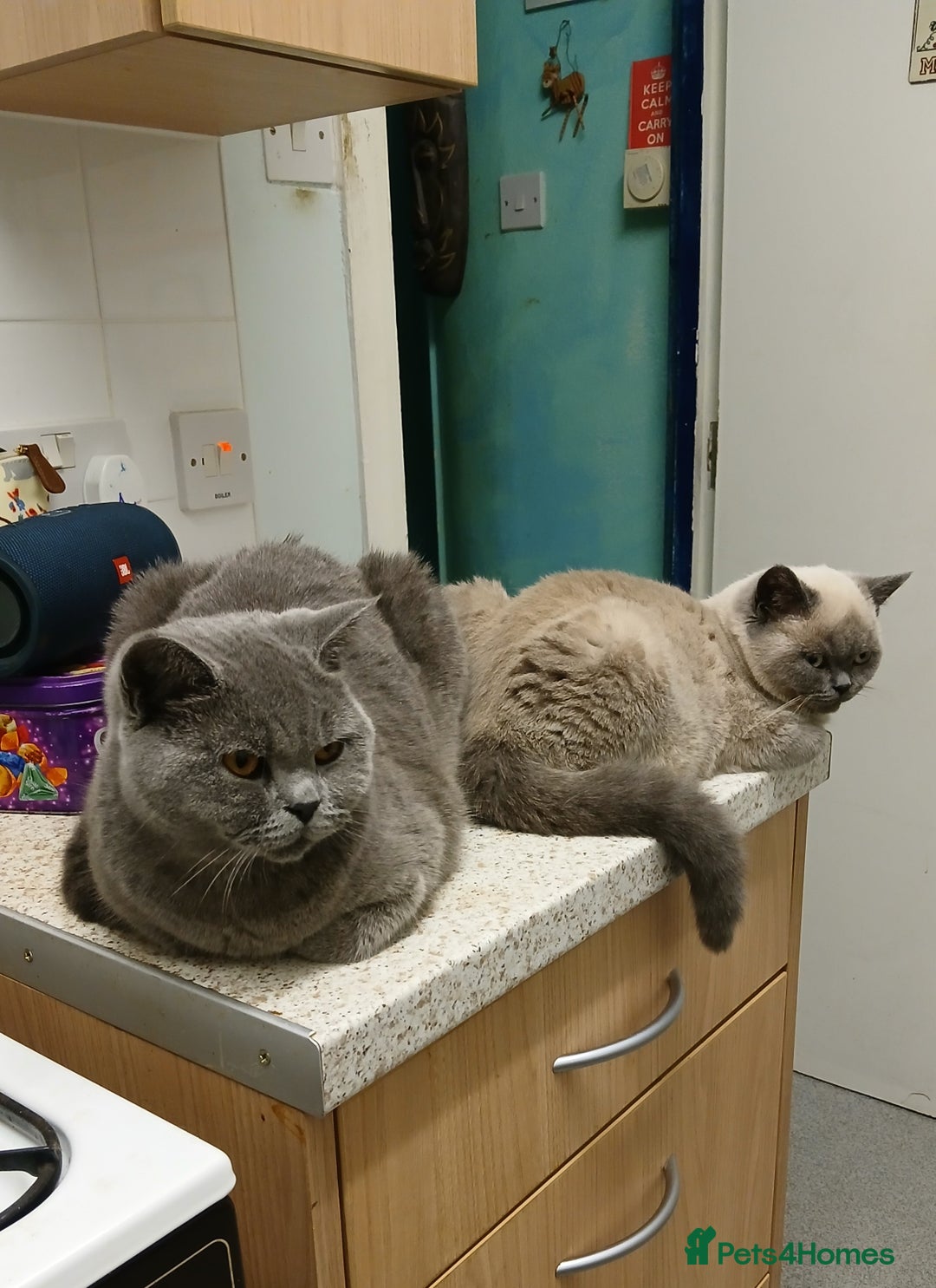 British Shorthair cats for sale: STUNNING LILAC BLUE BHS YOUNG FEMALE CAT - Advert 8