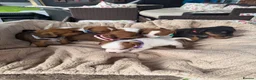 Jack Russell dogs for sale: stunning Jackrussel puppies - Advert 7