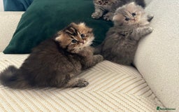 Scottish Fold cats for sale: Scottish Fold Long Hair Kittens/ 2 female 2 boy - Image 23