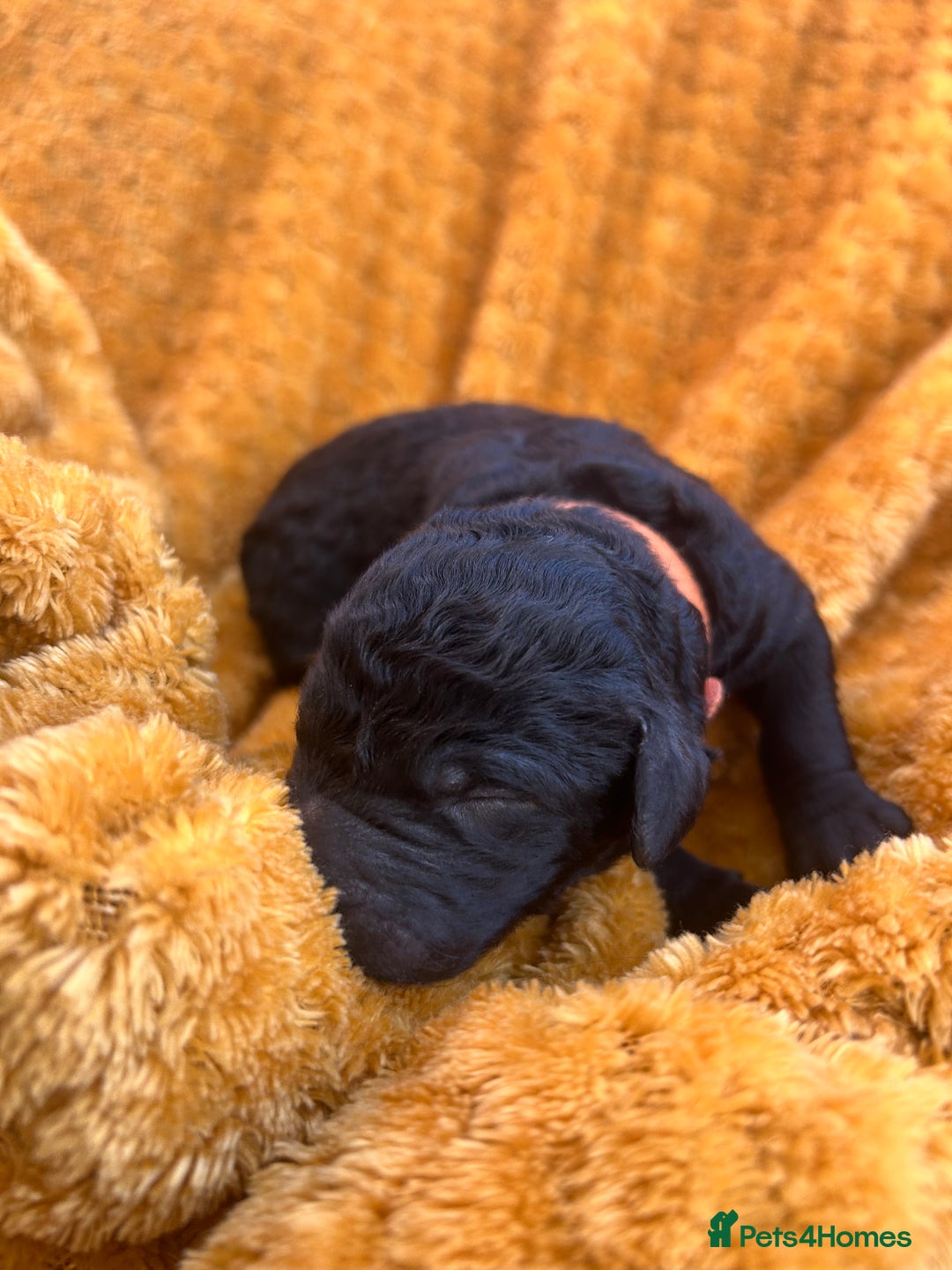 Bernedoodle dogs for sale: F1B Bernedoodle Puppies - Image 12
