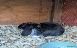 Mini Lop rabbits for sale: Mini lop rabbits - Advert 4