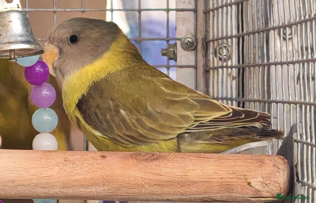 Parrots birds for sale: Xxx BIRDS/PARAKEETS/PARROTS xxX - Advert 7