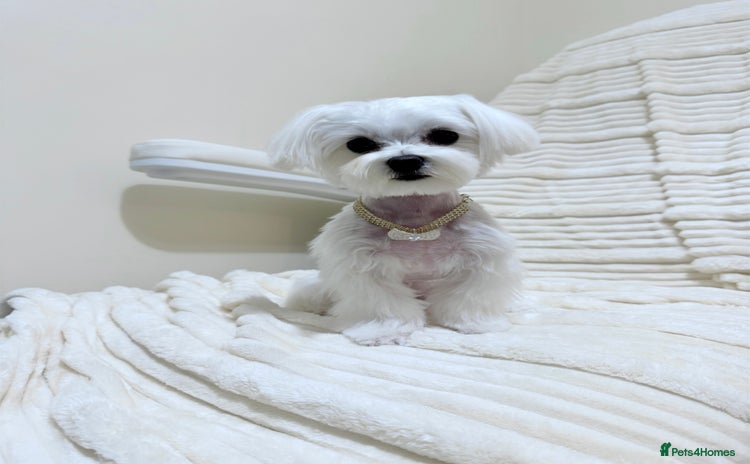 Maltese dogs in Ipswich - Advert 7