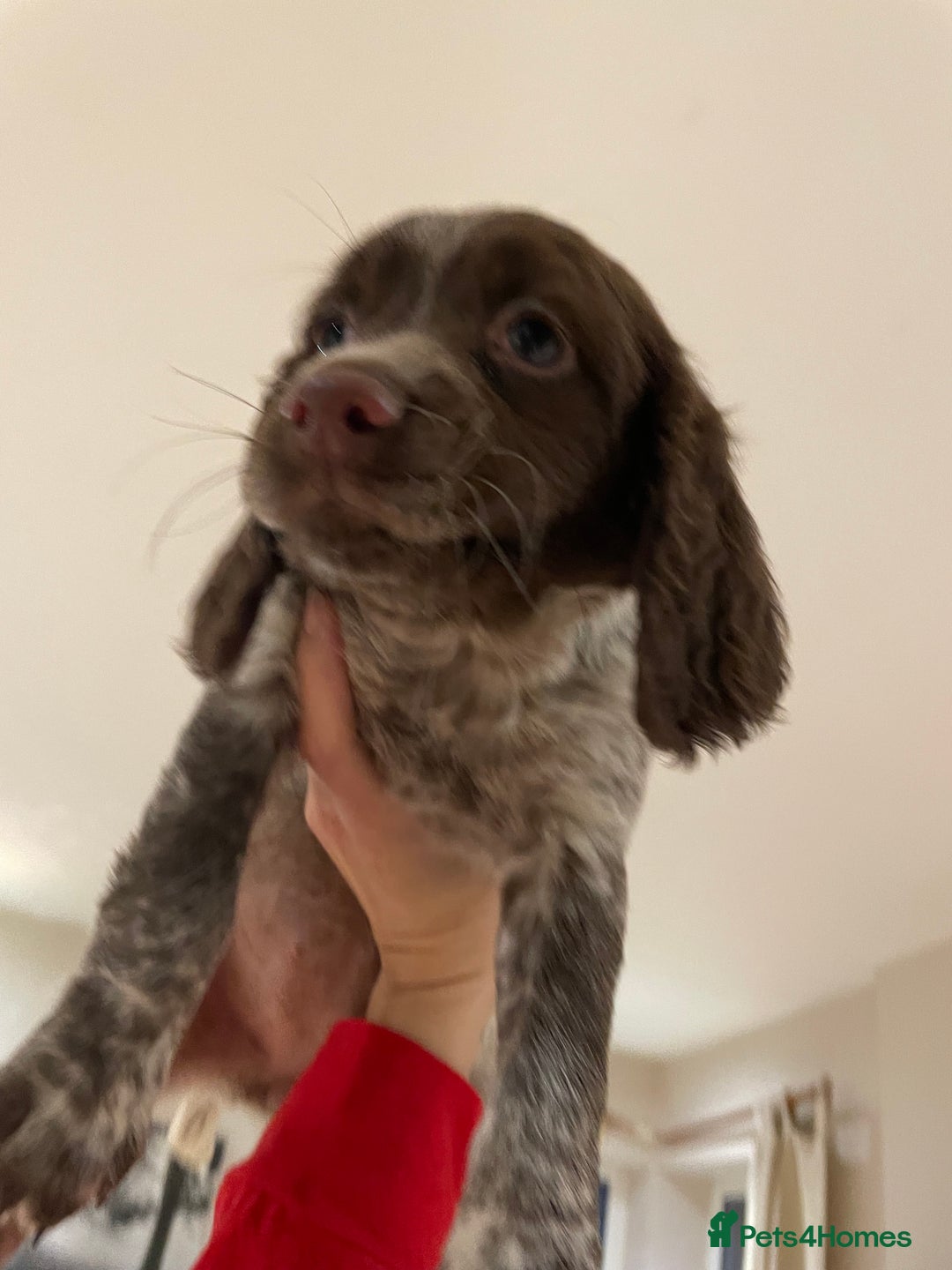 Mixed Breed dogs for sale: Mixed spaniels  - Advert 6