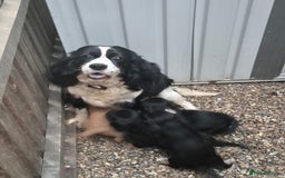 Mixed Breed dogs for sale: Cocker spaniel x cavalier king charles puppies - Image 6