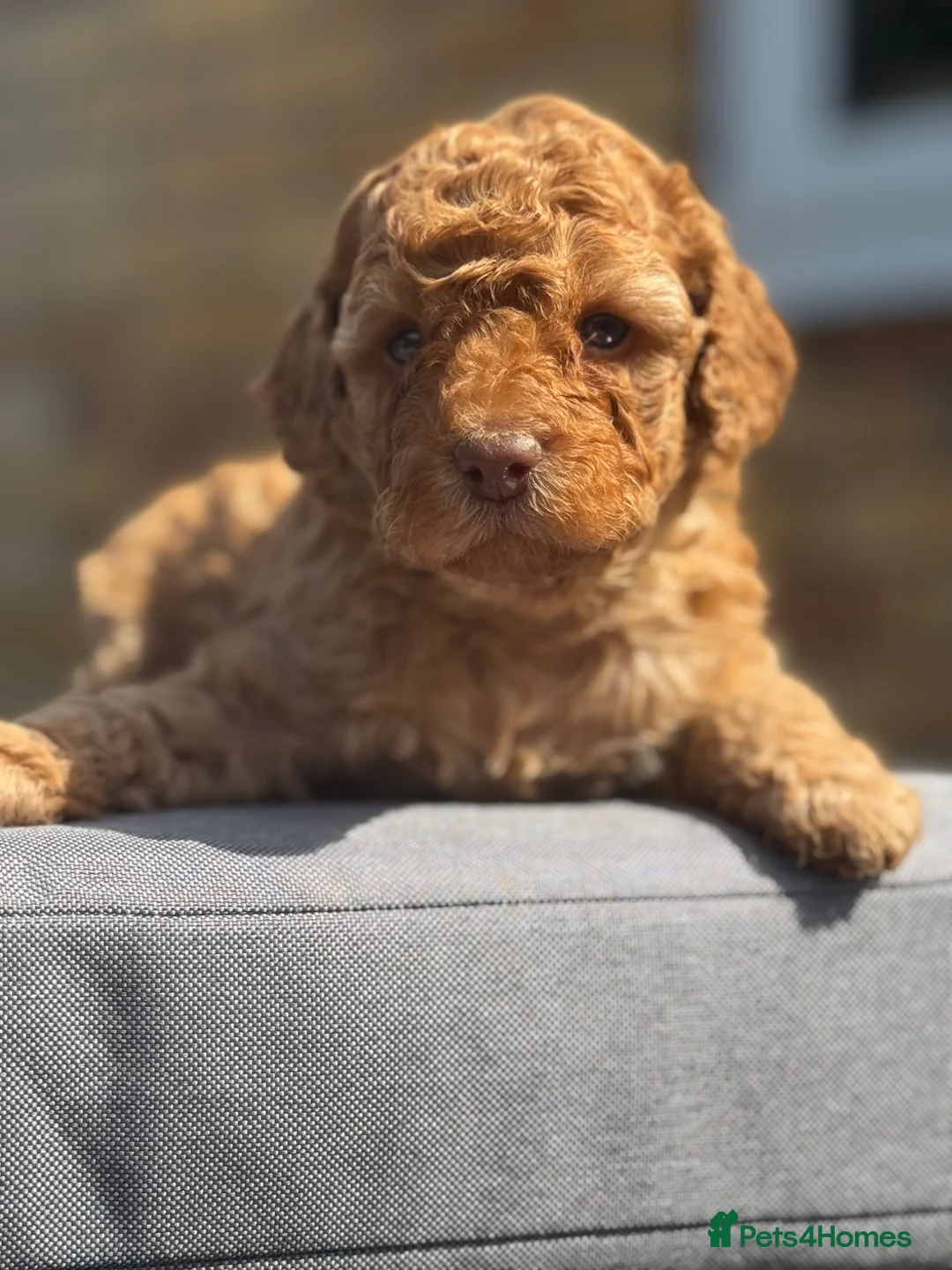 Cockapoo dogs for sale: Last female left apricot LICENSED BREEDER - Advert 2