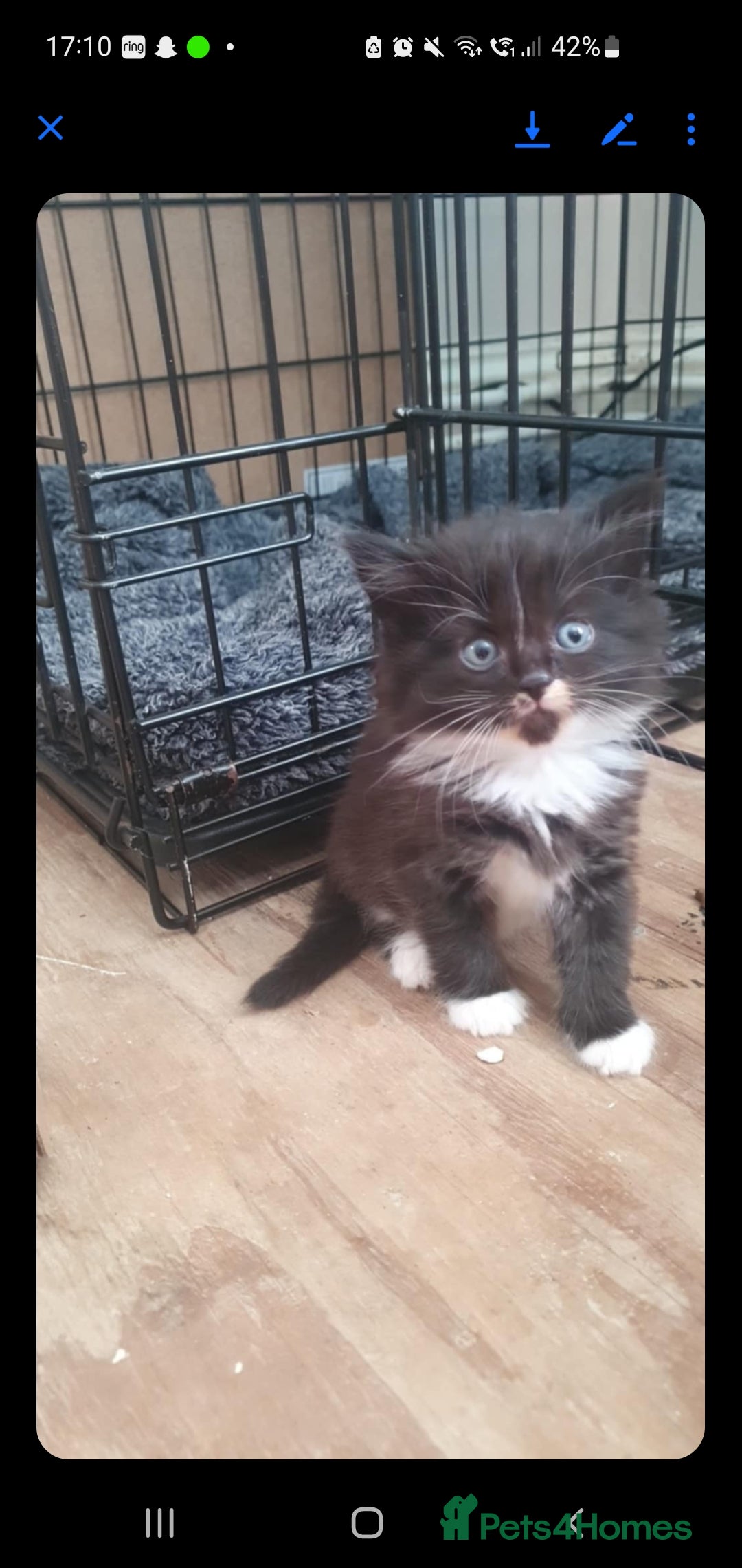 British Longhair cats for sale: Beautiful fluffy kittens - Image 8